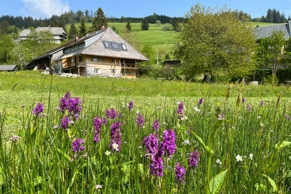 Orchideenbl�te im Fr�hling